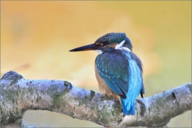 <p>LEDŇÁČEK ŘÍČNÍ (Alcedo attis) Šluknovsko - Jiříkov /Common kingfisher - Eisvogel/</p>